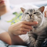 三只熊