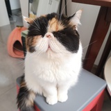 Jessica