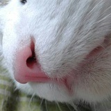 Ms猪白白