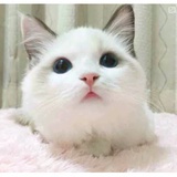 戚今。