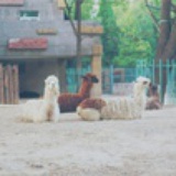 啊捏