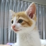 阿堪