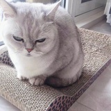 喵喵🐱