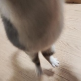 芒果年糕