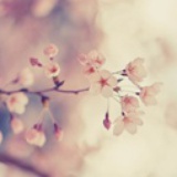 夏花