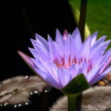 克莱芒