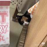 杨柳亦依依
