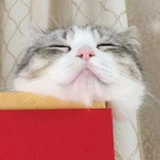 一个皮球