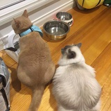 静静爱猫猫