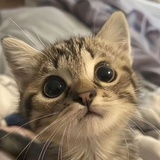 Mimimisola