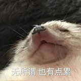🐱🐱