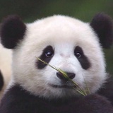减不下去的肉肉