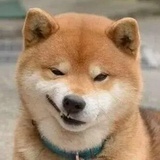 老司机