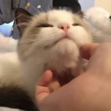 红玫瑰和白玫瑰