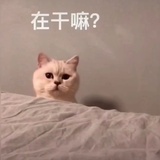 想要五颗豆