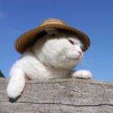 猫腻样