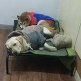 杰米呀、