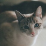 酷儿