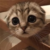 蛋壳