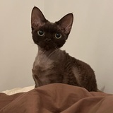 雀食