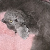 toocutetodie