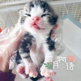 茉莉猫