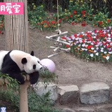 念鱼的泡沫