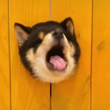 吃屎狂人