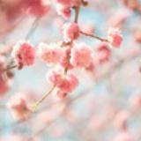 彼岸、花开