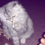 神秘小猫咪
