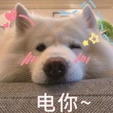 麦田鼹鼠
