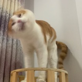 啸漂