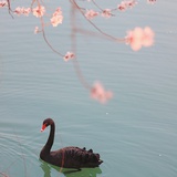 有风来