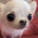 哇唧吉娃娃