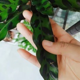 朱翠