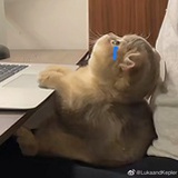 十方铜雀