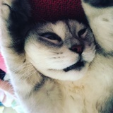 杰斯大王