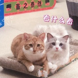 小蛋壳