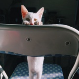 古古
