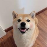 我迪迦在东北