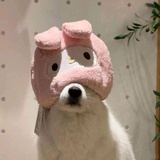 花千树