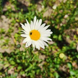sunshine