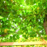 陌上花开