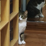菲猫