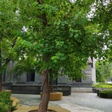 想变成一棵柳树