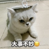 夜色飞鱼