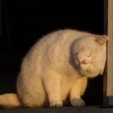 椰子汁