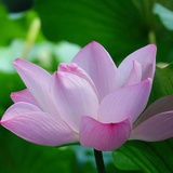 法容