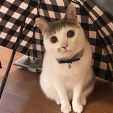 屁吃儿