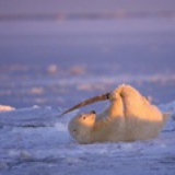 北北北极熊